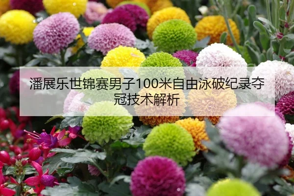 潘展乐世锦赛男子100米自由泳破纪录夺冠技术解析